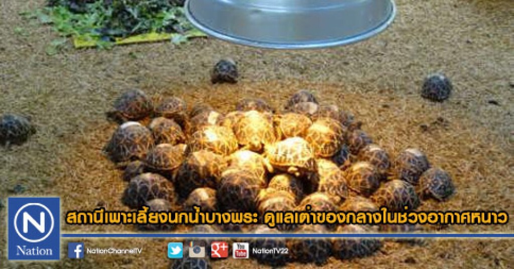 สถานีเพาะเลี้ยงนกน้ำบางพระ ดูแลเต่าของกลางในช่วงอากาศหนาว สถานีเพาะเลี้ยงนกน้ำบางพระ ดูแลเต่าของกลางในช่วงอากาศหนาว