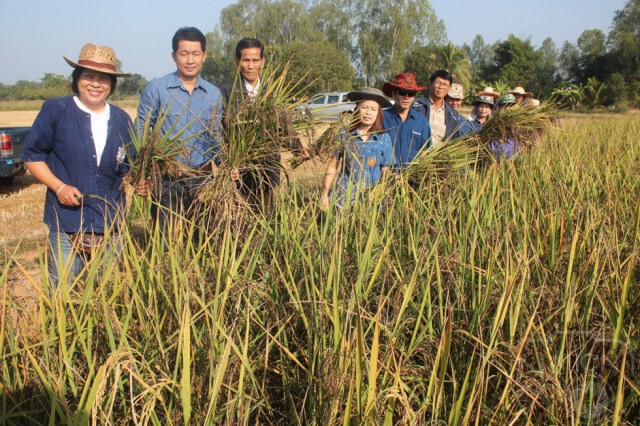 อุตรดิตถ์-ชาวนารุ่นใหม่ กลับบ้านเกิด ทำข้าวปลอดสาร