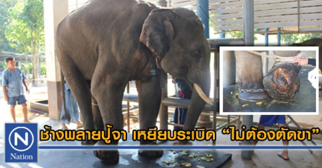 สัตวแพทย์ระบุ ช้างเหยียบระเบิด"ไม่ต้องตัดขา"