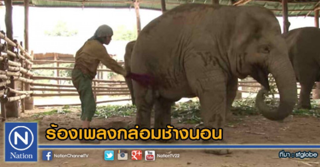 ร้องเพลงกล่อมช้างนอน ร้องเพลงกล่อมช้างนอน