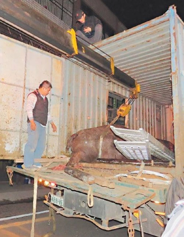 เรื่องเศร้าของฮิปโป