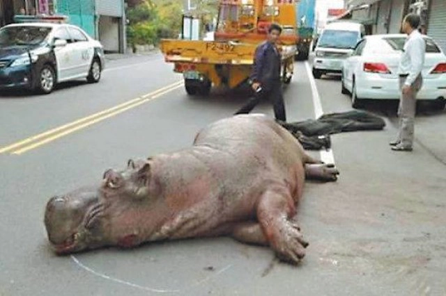 เรื่องเศร้าของฮิปโป