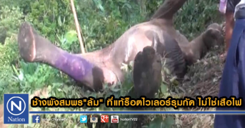 ช้างพังสมพร"ล้ม" ที่แท้ร็อตไวเลอร์รุมกัด ไม่ใช่เสือไฟ