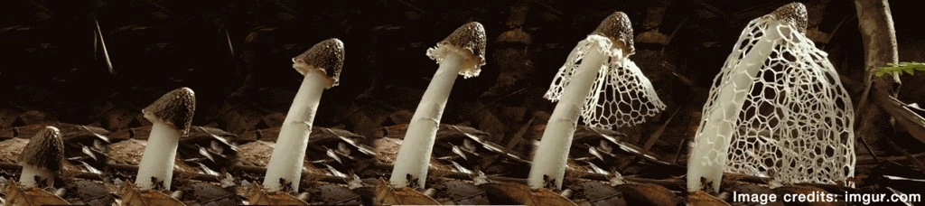 8 ภาพการเจริญเติบโตอันน่าทึ่งของเห็ด
