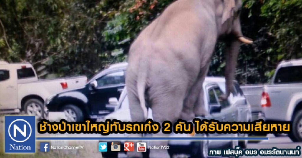 ช้างป่าเขาใหญ่ทับรถเก๋ง 2 คัน ได้รับความเสียหาย