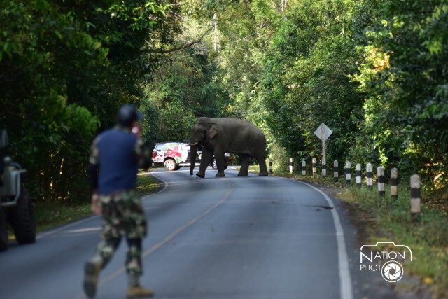 อุทยานฯจัดชุดเคลื่อนที่เร็ว ช่วยเหลือนักท่องเที่ยวกรณีช้างป่า ตลอด 24 ชม.