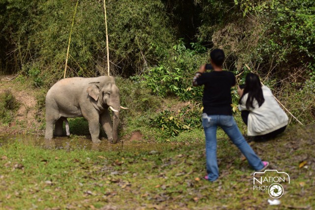 อุทยานฯจัดชุดเคลื่อนที่เร็ว ช่วยเหลือนักท่องเที่ยวกรณีช้างป่า ตลอด 24 ชม.