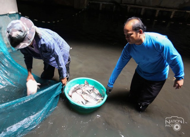 เร่งย้ายปลา 3 พันตัวจากห้าง "นิวเวิลด์"