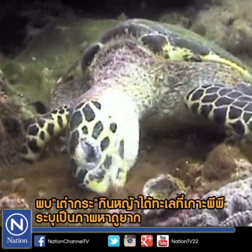 พบ"เต่ากระ"กินหญ้าใต้ทะเลที่เกาะพีพี ระบุเป็นภาพหาดูยาก