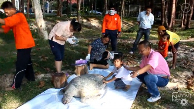 เต่าตนุเพศผู้ตายอีก 1 ตัวใน 1 เดือน