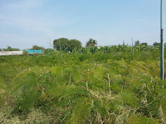 อ่างทอง - ชาวสวนชะอมประสบภัยแล้ง วอนภาครัฐช่วย