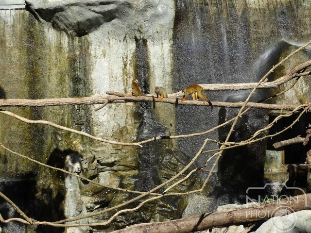 เฮ สวนสัตว์เชียงใหม่ ได้สมาชิกใหม่ "ลูกลิงกระรอก"