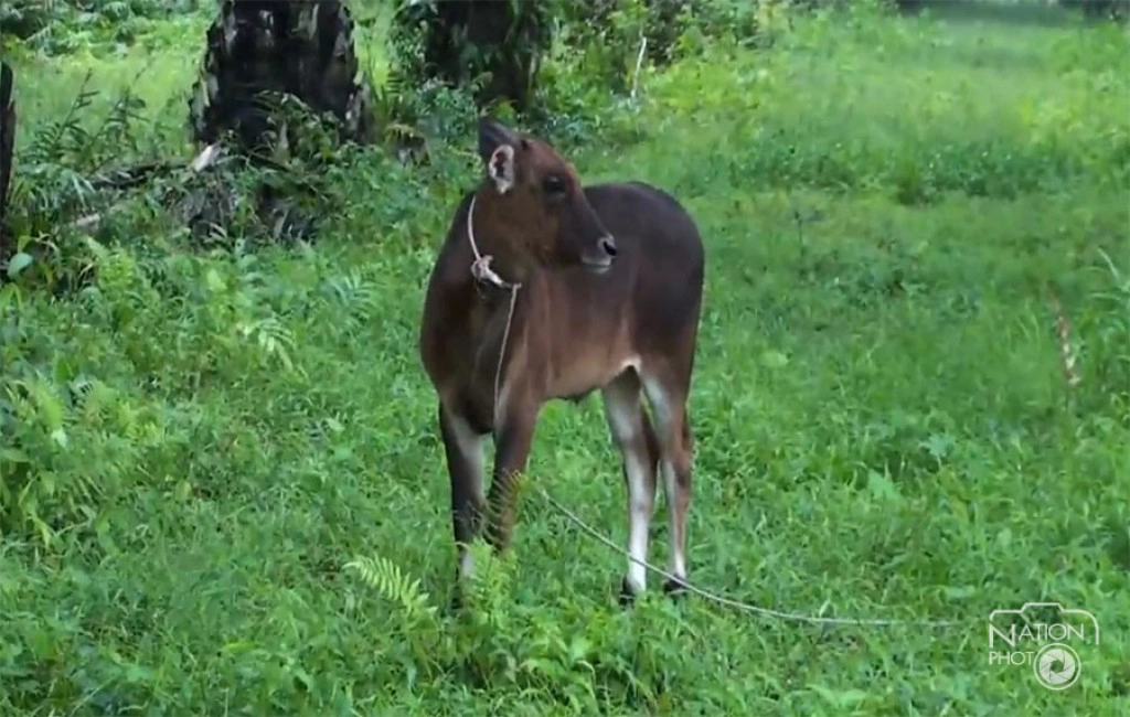 พบวัวสายพันธ์ใหม่ลูกผสม กระทิงป่า-วัวพันธุ์พื้นเมือง พบวัวสายพันธ์ใหม่ลูกผสม กระทิงป่า-วัวพันธุ์พื้นเมือง