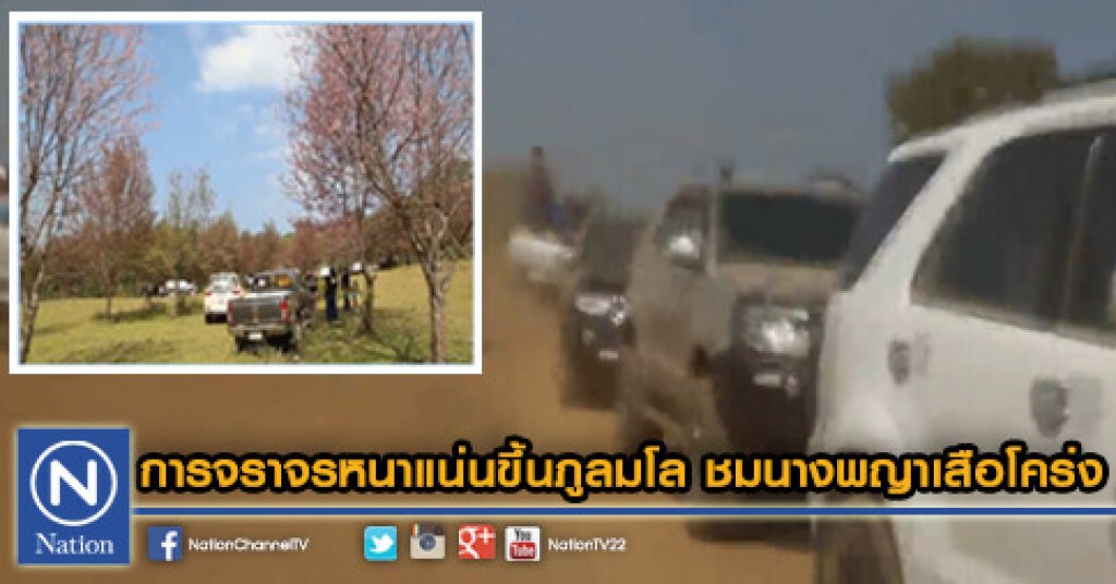 การจราจรหนาแน่นขึ้นภูลมโลชมนางพญาเสือโคร่ง
