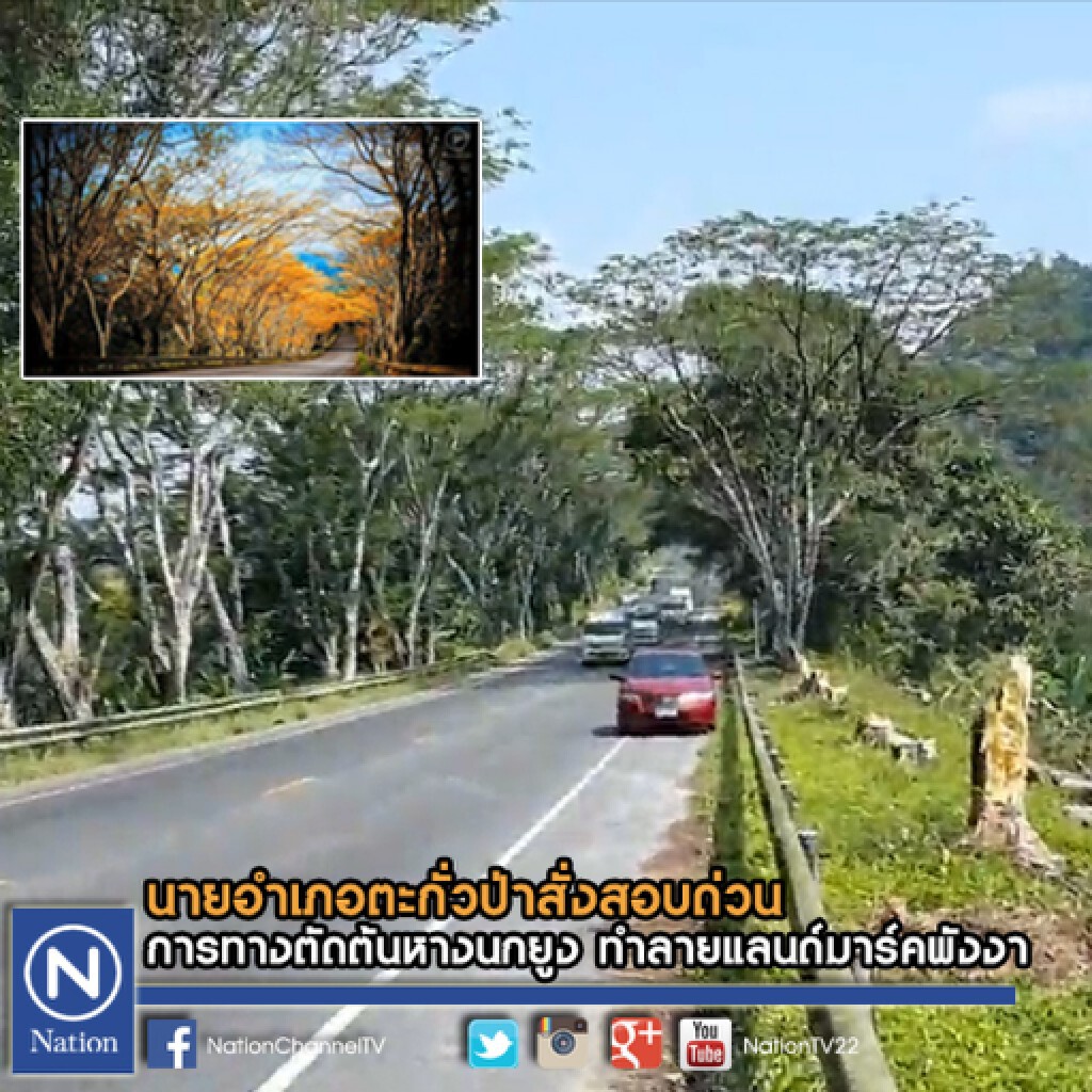นอภ.ตะกั่วป่าสั่งสอบตัดต้นหางนกยูง ทำลายอุโมงค์ต้นไม้ นอภ.ตะกั่วป่าสั่งสอบตัดต้นหางนกยูง ทำลายอุโมงค์ต้นไม้