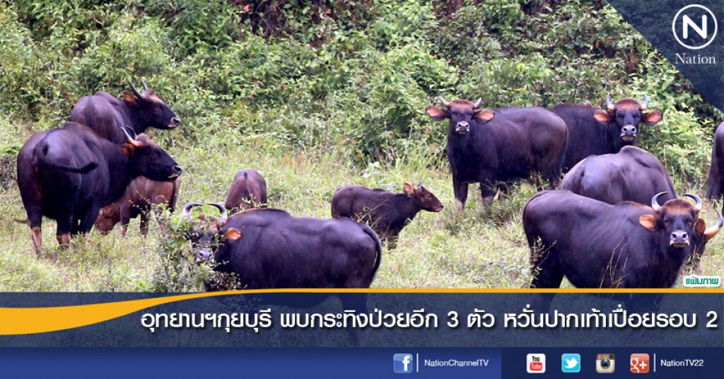 อุทยานฯกุยบุรี พบกระทิงป่วยอีก 3 ตัว หวั่นปากเท้าเปื่อยรอบ 2