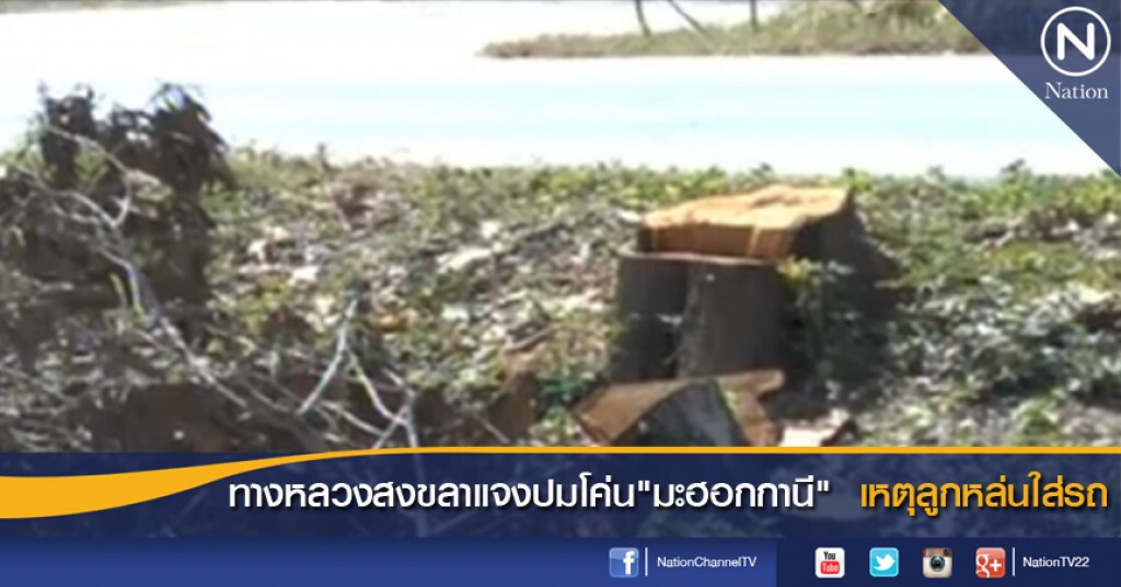 ทางหลวงสงขลาแจงปมโค่น "มะฮอกกานี" เหตุลูกหล่นใส่รถ ทางหลวงสงขลาแจงปมโค่น "มะฮอกกานี" เหตุลูกหล่นใส่รถ