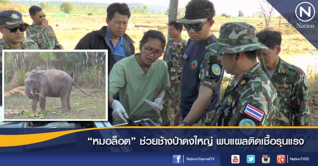 "หมอล็อต" ช่วยช้างป่าดงใหญ่ พบแผลติดเชื้อรุนแรง