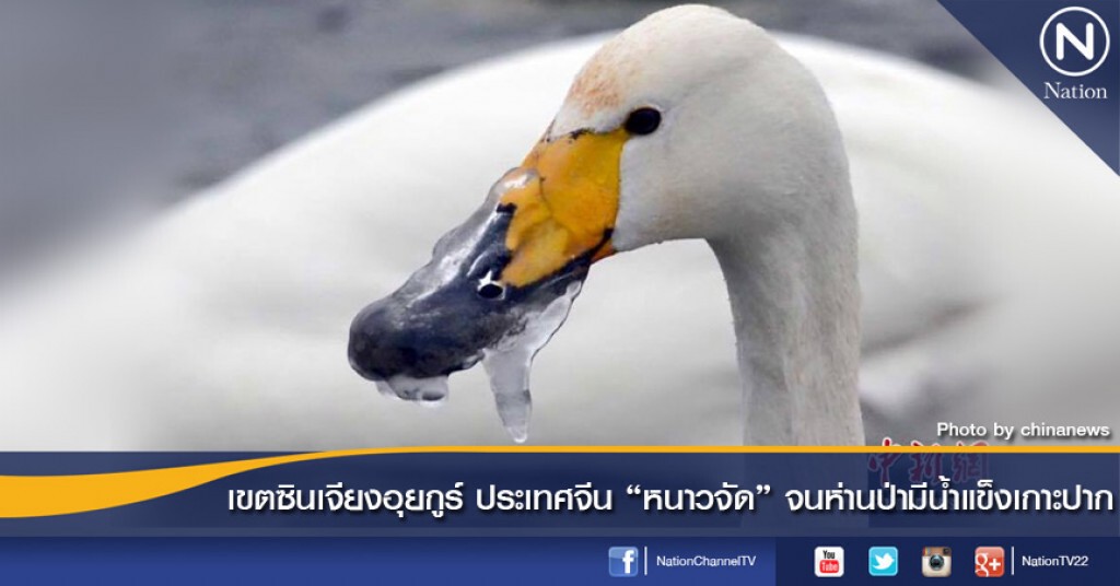เขตซินเจียงอุยกูร์ ประเทศจีน "หนาวจัด" จนห่านป่ามีน้ำแข็งเกาะปาก เขตซินเจียงอุยกูร์ ประเทศจีน "หนาวจัด" จนห่านป่ามีน้ำแข็งเกาะปาก