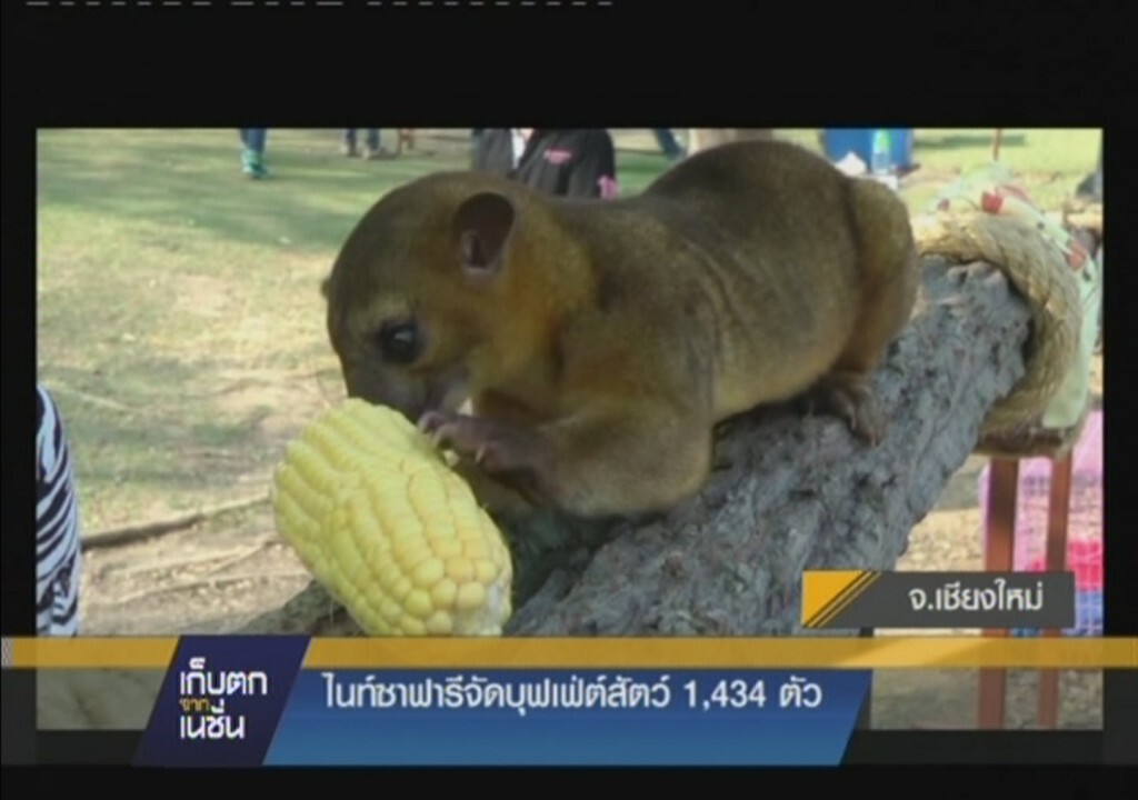 รายการ เก็บตกจากเนชั่น ภาคค่ำ : ที่ จ.เชียงใหม่ ไนท์ซาฟารีจัดบุฟเฟ่ต์สัตว์ 1,434 ตัว รายการ เก็บตกจากเนชั่น ภาคค่ำ : ที่ จ.เชียงใหม่ ไนท์ซาฟารีจัดบุฟเฟ่ต์สัตว์ 1,434 ตัว