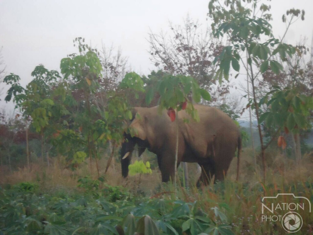บุรีรัมย์-พบช้างป่าบาดเจ็บที่ผ่านการรักษา 3 วันออกมาลงแช่น้ำและหากินอาหารแล้ว