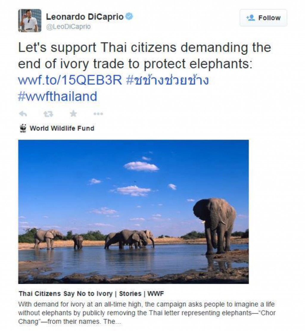พลังคนไทยรักช้างไปไกลระดับโลก: ลีโอนาร์โด ทวีตสนับสนุนคนไทยช่วยช้าง ต้านการฆ่าช้างเอางา พลังคนไทยรักช้างไปไกลระดับโลก: ลีโอนาร์โด ทวีตสนับสนุนคนไทยช่วยช้าง ต้านการฆ่าช้างเอางา