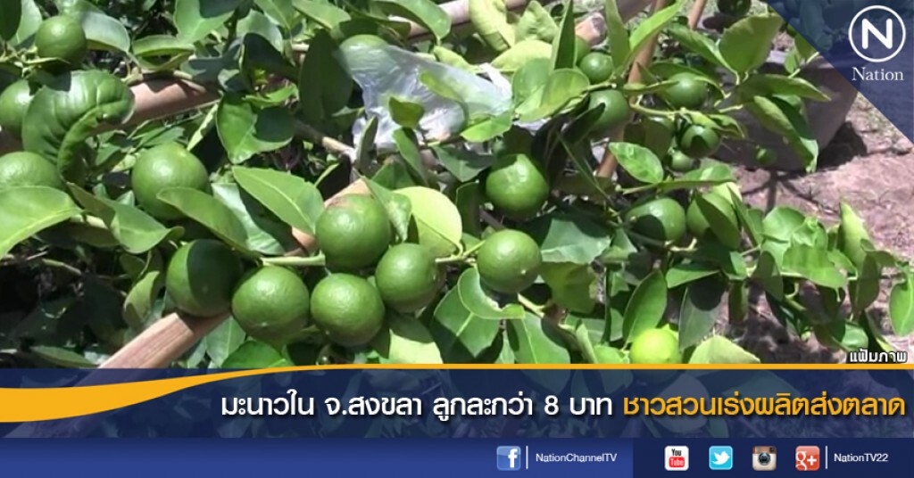 มะนาวใน จ.สงขลา ลูกละกว่า 8 บาท ชาวสวนเร่งผลิตส่งตลาด