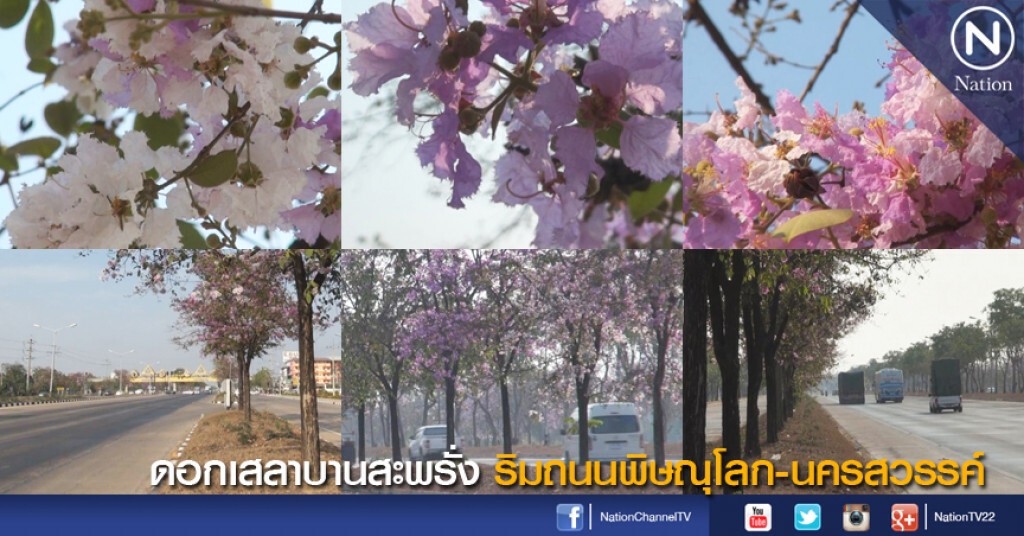ดอกเสลาเบ่งบานสะพรั่ง ริมถนนพิษณุโลก-นครสวรรค์ ดอกเสลาเบ่งบานสะพรั่ง ริมถนนพิษณุโลก-นครสวรรค์