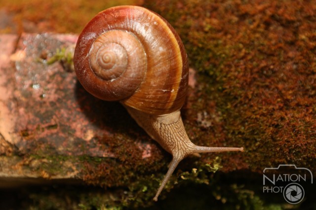"หอยทากสยาม" สู่นวัตกรรมความงามระดับโลก