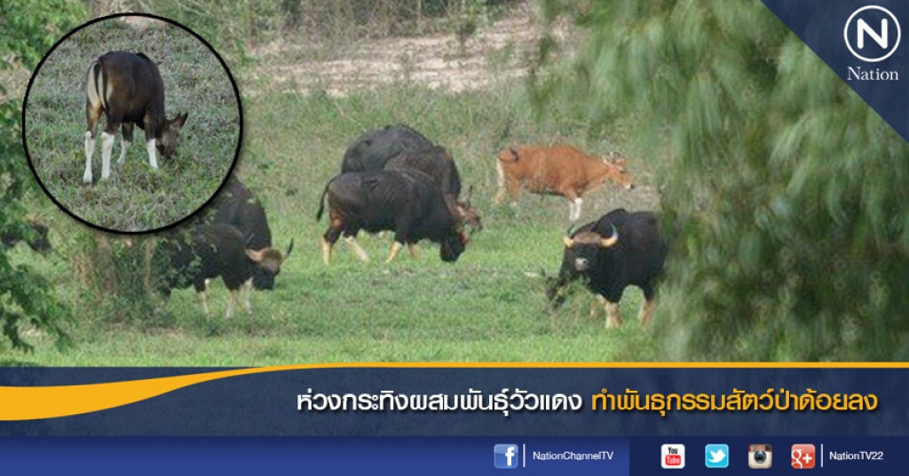 ห่วงกระทิงผสมพันธุ์วัวแดง ทำพันธุกรรมสัตว์ป่าด้อยลง ห่วงกระทิงผสมพันธุ์วัวแดง ทำพันธุกรรมสัตว์ป่าด้อยลง