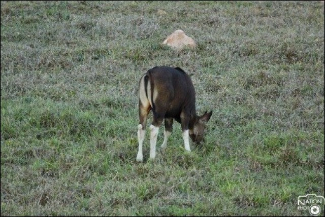 ห่วงกระทิงผสมพันธุ์วัวแดง ทำพันธุกรรมสัตว์ป่าด้อยลง
