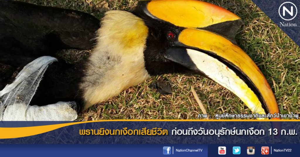 พรานยิงนกเงือกเสียชีวิต ก่อนถึงวันอนุรักษ์นกเงือก 13 ก.พ. พรานยิงนกเงือกเสียชีวิต ก่อนถึงวันอนุรักษ์นกเงือก 13 ก.พ.