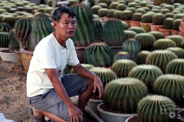 นราธิวาส-ขายกระบองเพชรออนไลน์สร้างรายได้-ผุดแลนมาร์คใหม่