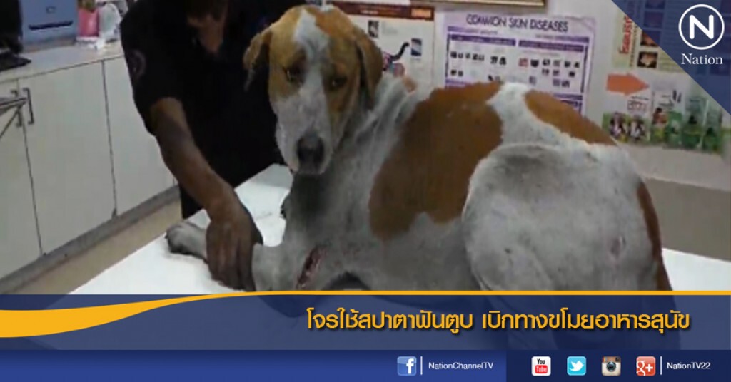 โจรใช้สปาตาฟันตูบ เบิกทางขโมยอาหารสุนัข โจรใช้สปาตาฟันตูบ เบิกทางขโมยอาหารสุนัข