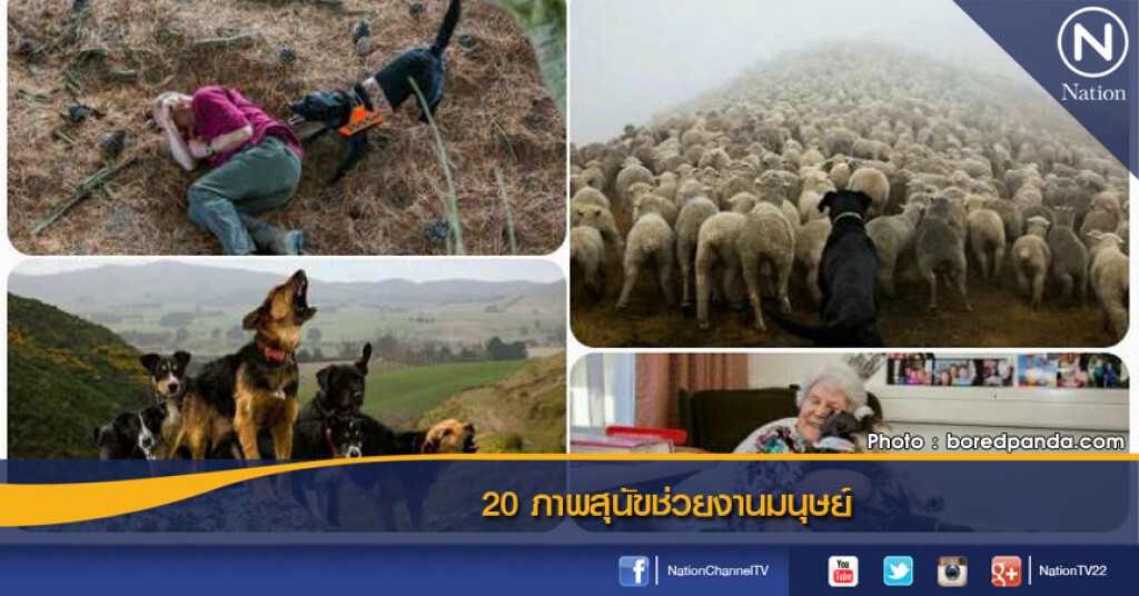 20 ภาพสุนัขช่วยงานของต่างชาติ 20 ภาพสุนัขช่วยงานของต่างชาติ