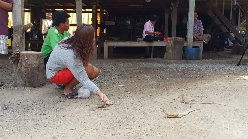สุพรรณบุรี-เชิญเที่ยวหมู่บ้านอนุรักษ์แย้แหล่งท่องเที่ยวเชิงนิเวศน์