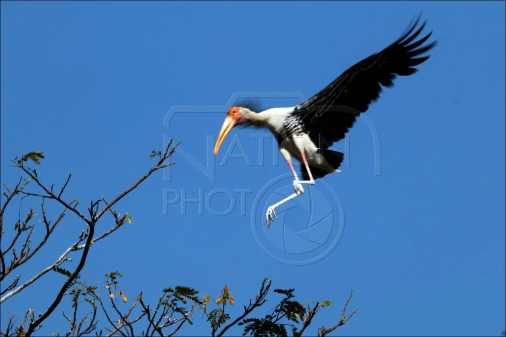 นกปากห่าง นักล่าขายาวแห่งหนองน้ำ