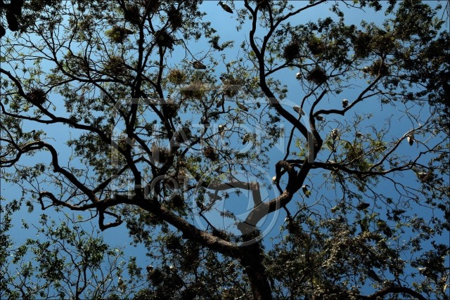 นกปากห่าง นักล่าขายาวแห่งหนองน้ำ