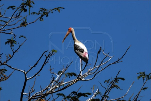 นกปากห่าง นักล่าขายาวแห่งหนองน้ำ