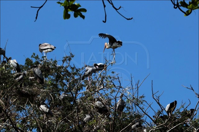 นกปากห่าง นักล่าขายาวแห่งหนองน้ำ