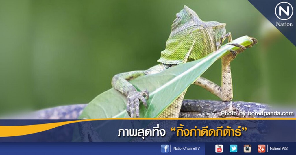 ภาพสุดทึ่ง "กิ้งก่าดีดกีต้าร์" ภาพสุดทึ่ง "กิ้งก่าดีดกีต้าร์"