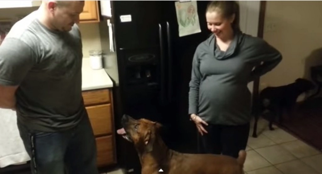 สุดฮา!!! น้องหมาปกป้อง "เด็กในท้อง"