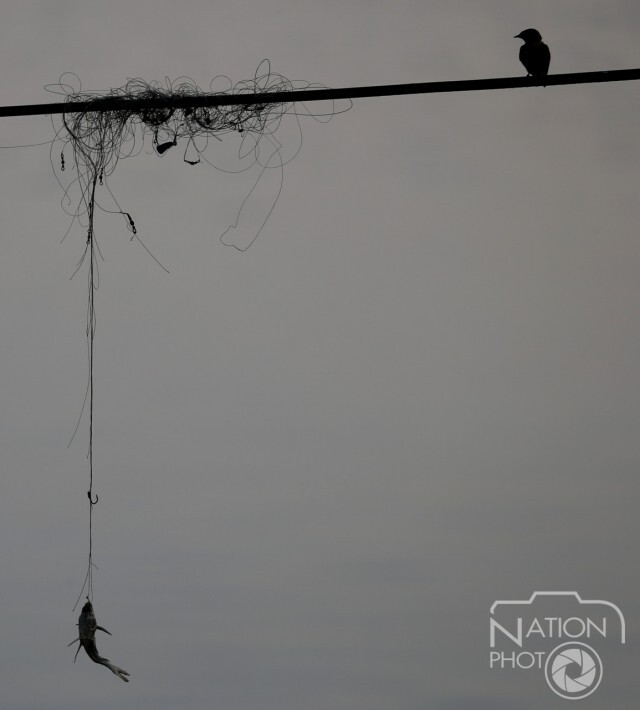 วินาทีชีวิต ของนกนางแอ่นตัวหนึ่ง