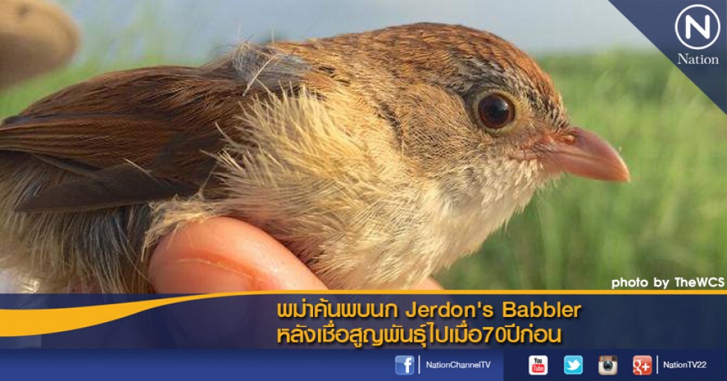 พม่าค้นพบนก Jerdon's Babbler  หลังเชื่อสูญพันธุ์ไปเมื่อ70ปีก่อน