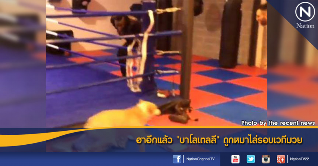 ฮาอีกแล้ว "บาโลเตลลี" ถูกหมาไล่รอบเวทีมวย ฮาอีกแล้ว "บาโลเตลลี" ถูกหมาไล่รอบเวทีมวย