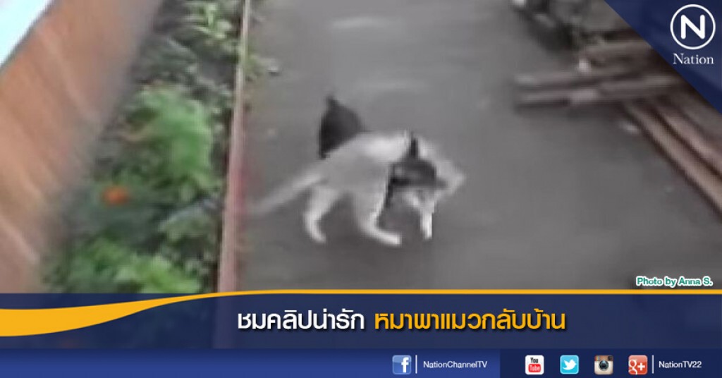 ชมคลิปน่ารัก หมาพาแมวกลับบ้าน