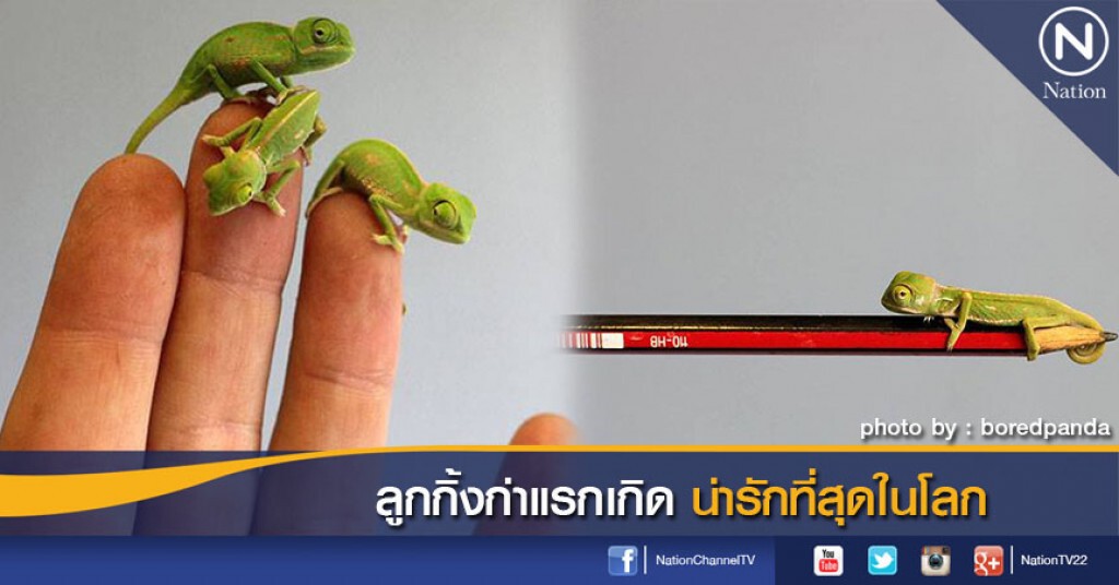 ลูกกิ้งก่าแรกเกิดน่ารักที่สุดในโลก ลูกกิ้งก่าแรกเกิดน่ารักที่สุดในโลก
