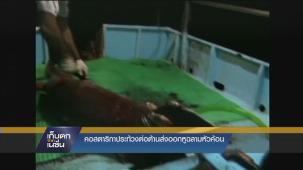 คอสตาริกาประท้วงต่อต้านส่งออกหูฉลามหัวค้อน คอสตาริกาประท้วงต่อต้านส่งออกหูฉลามหัวค้อน