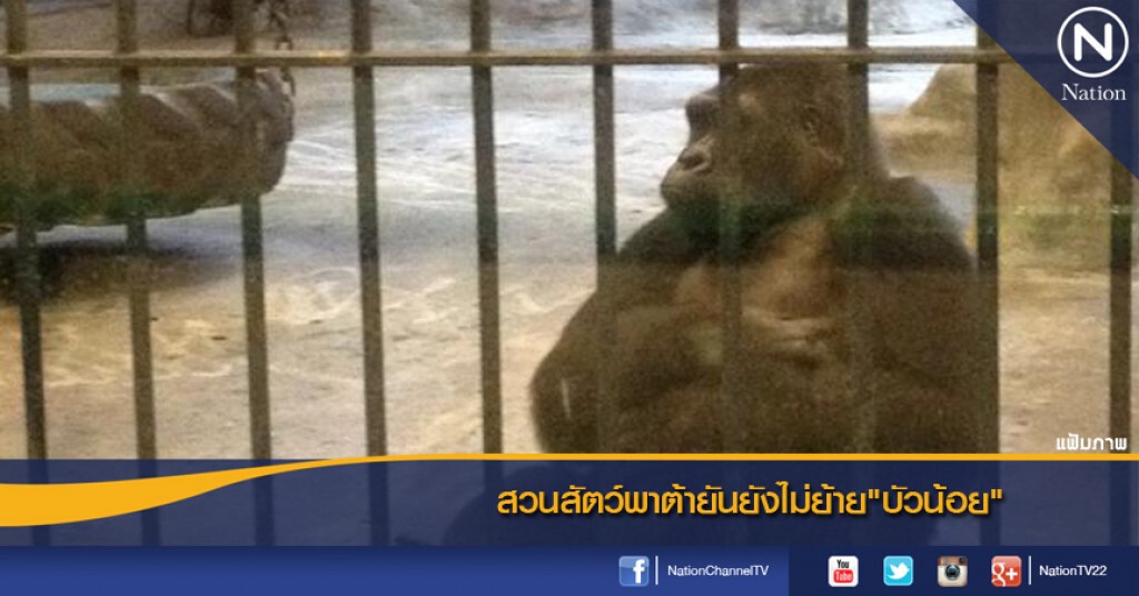 สวนสัตว์พาต้ายันยังไม่ย้าย"บัวน้อย" สวนสัตว์พาต้ายันยังไม่ย้าย"บัวน้อย"