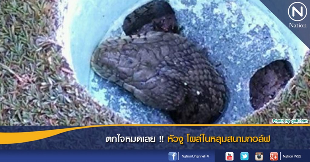 ตกใจหมดเลย !! หัวงู โผล่ในหลุมสนามกอล์ฟ ตกใจหมดเลย !! หัวงู โผล่ในหลุมสนามกอล์ฟ